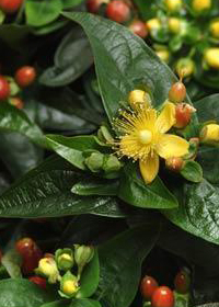 Hypericum androsaemum 'Ignite Scarlet'